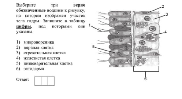 Кракен не работает тор
