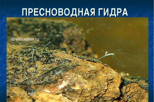 Kraken at сайт